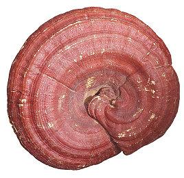 《最终幻想7：重生》角色介绍 扎克斯跨越死线生还了